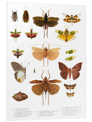 Foam board print Colourfulness of insects VI