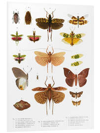 Foam board print Colourfulness of insects VI