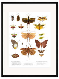 Gerahmter Kunstdruck Farbenpracht der Insekten VI