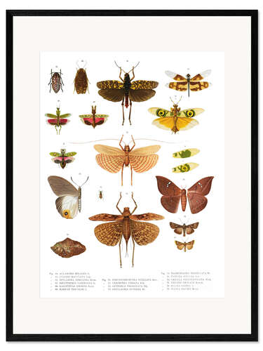 Impresión de arte enmarcada Colores de los insectos VI