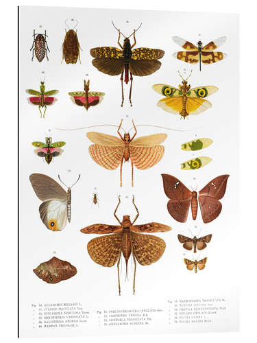 Gallery print Colourfulness of insects VI