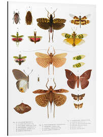 Magnettafel Farbenpracht der Insekten VI