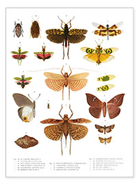 Poster  Colourfulness di insetti VI - Vintage Educational Collection
