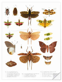 Selvklebende plakat Colourfulness of insects VI