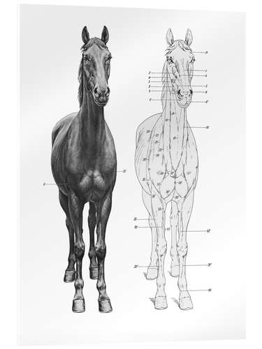 Cuadro de metacrilato Anatomía del caballo