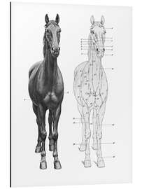 Print på aluminium Anatomy of the horse