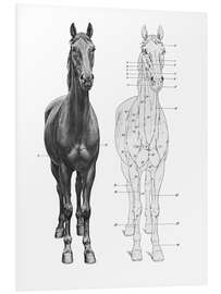 Tableau en PVC Anatomie du cheval