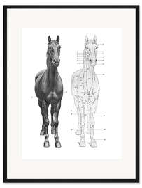 Gerahmter Kunstdruck Anatomie des Pferdes