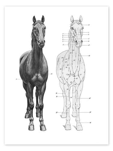 Poster Anatomy of the horse