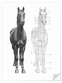 Naklejka na ścianę Anatomy of the horse