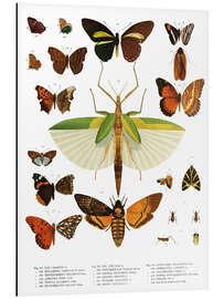 Aluminium print Color splendor of insects IIX