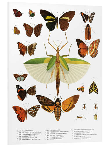 Foam board print Color splendor of insects IIX