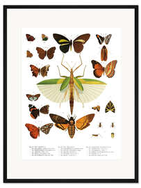Gerahmter Kunstdruck Farbenpracht der Insekten IIX