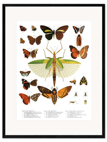 Framed art print Color splendor of insects IIX