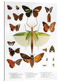 Gallery print Color splendor of insects IIX