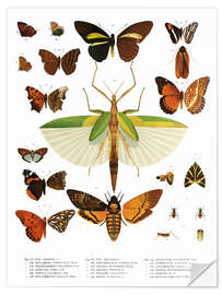 Sticker mural Couleurs des insectes IIX