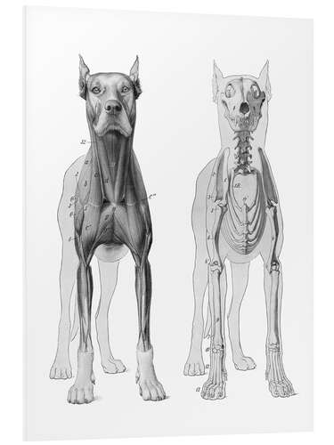 Bilde på skumplate Anatomy of the dog