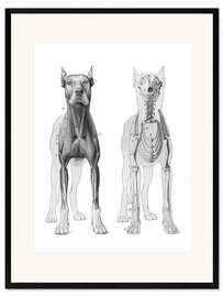 Gerahmter Kunstdruck Anatomie des Hundes