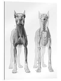 Gallery print Anatomy of the dog