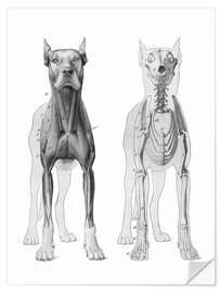 Wandsticker Anatomie des Hundes