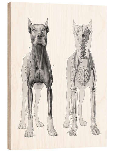 Quadro de madeira Anatomia do cão