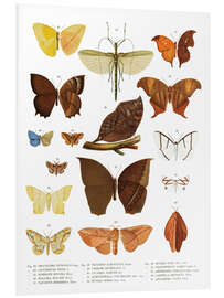 Foam board print Colourfulness of insects III