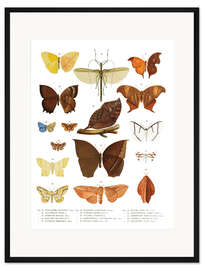 Gerahmter Kunstdruck Farbenpracht der Insekten III