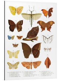 Magnettafel Farbenpracht der Insekten III