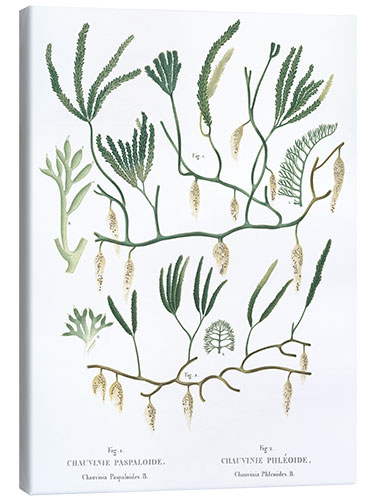 Canvas print Caulerpa