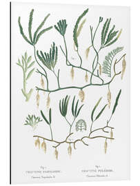 Magnettafel Caulerpa