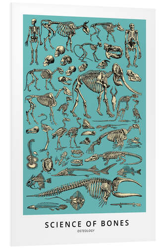 Foam board print Osteology