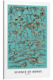 Magnettafel Osteologie (Englisch)