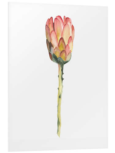 Foam board print King Protea