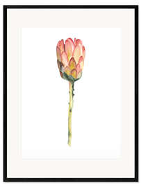 Ingelijste kunstdruk King Protea