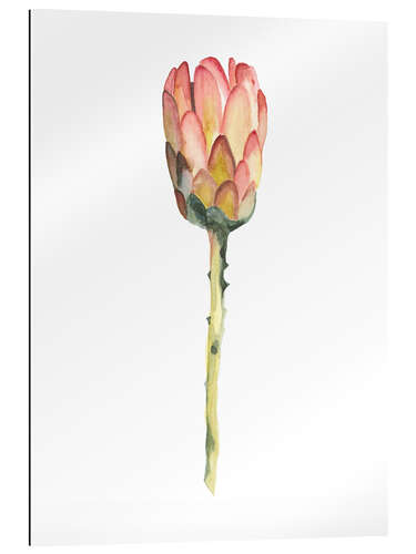 Gallery print King Protea