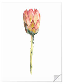 Selvklebende plakat King Protea