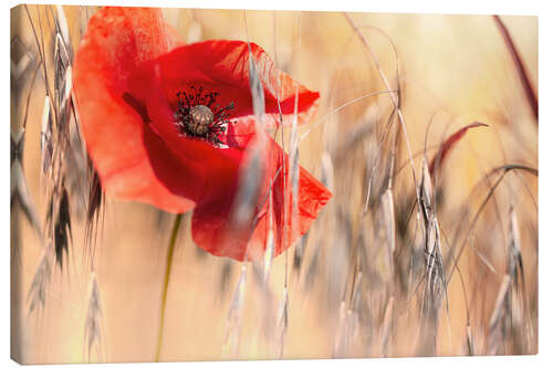 Canvas print Poppy in the oat field