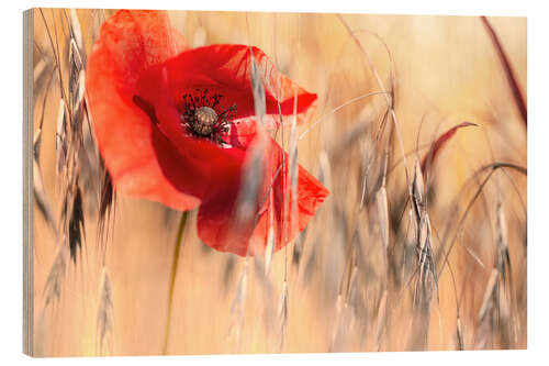 Tableau en bois Coquelicot dans un champ d'avoine