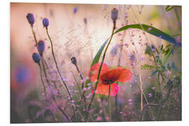 Foam board print Wild poppy on a summer evening