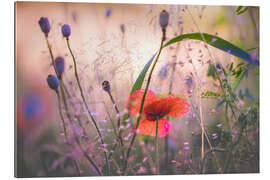 Galleritryck Wild poppy on a summer evening