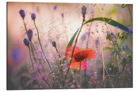 Magnettafel Wilder Mohn an einem Sommerabend