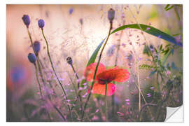 Selvklebende plakat Wild poppy on a summer evening