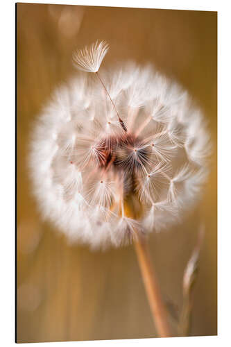 Aluminium print Umbrella on dandelion