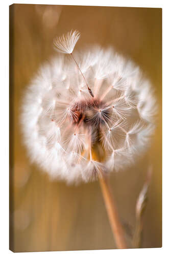 Canvastavla Umbrella on dandelion