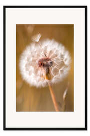 Gerahmter Kunstdruck Schirmchen auf Pusteblume