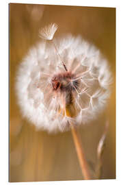 Gallery print Umbrella on dandelion