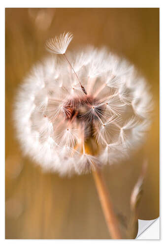 Selvklebende plakat Umbrella on dandelion