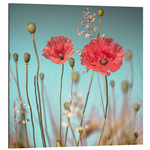 Tableau en aluminium Coquelicots délicats sous un ciel bleu