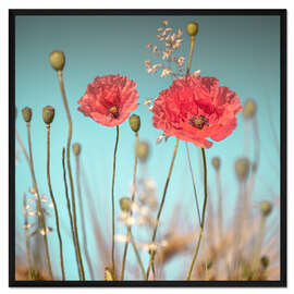 Gerahmter Kunstdruck Zarte Mohnblumen unter blauem Himmel