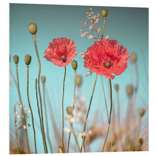 Foam board print Delicate poppies under blue sky